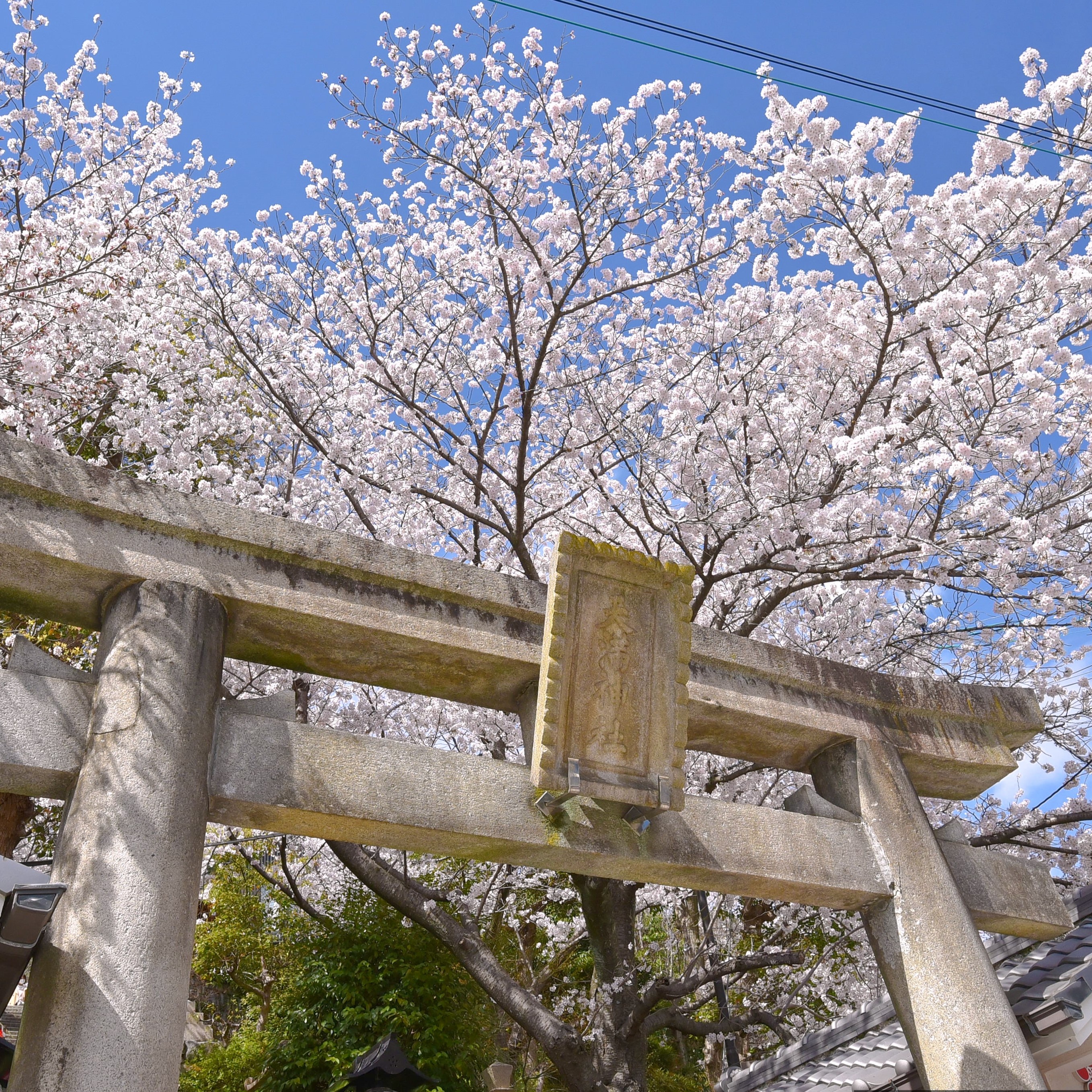 天空の杜の風景