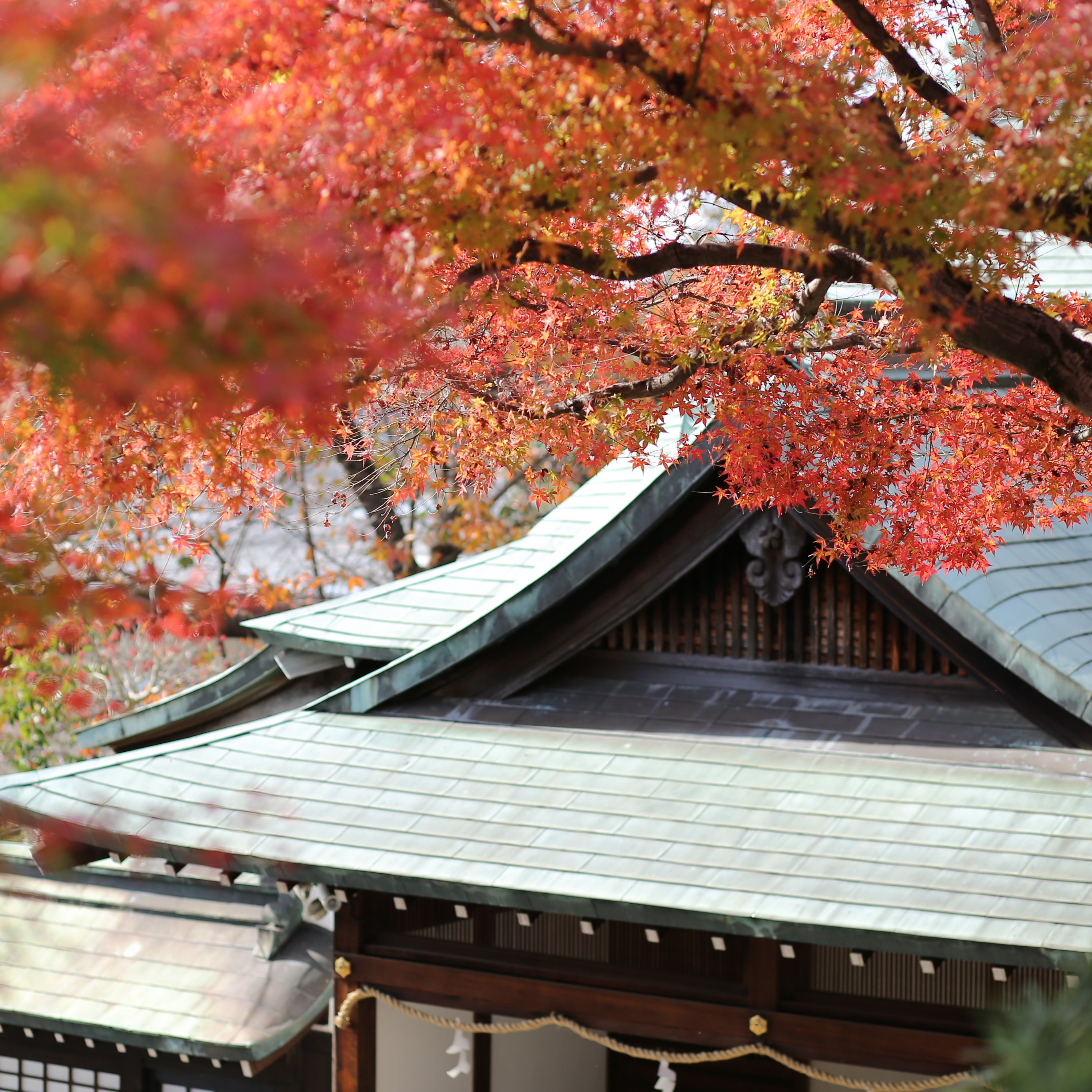 天空の杜の風景